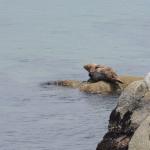 Monterey2016_0098 (April 29, 2016)